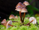 Mushrooms on the Branches - Grzyby na Konarach